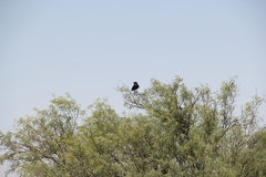 Corvus cryptoleucus