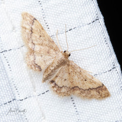 Idaea celtima
