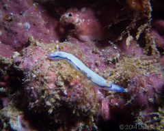 Hypselodoris peasei