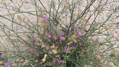 Centaurea glaberrima divergens
