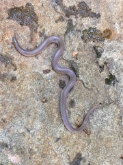Carphophis amoenus amoenus