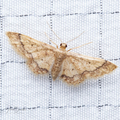 Idaea celtima