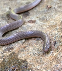 Carphophis amoenus amoenus