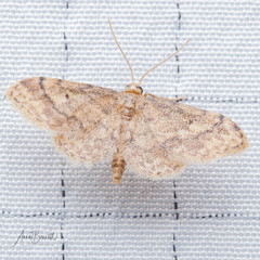 Idaea celtima
