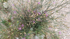 Centaurea glaberrima divergens