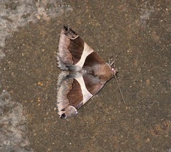 Dysgonia