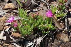 Ruschia rubricaulis