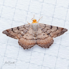 Macaria distribuaria