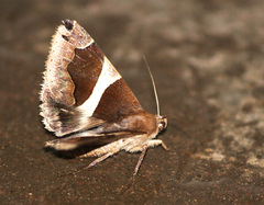 Dysgonia