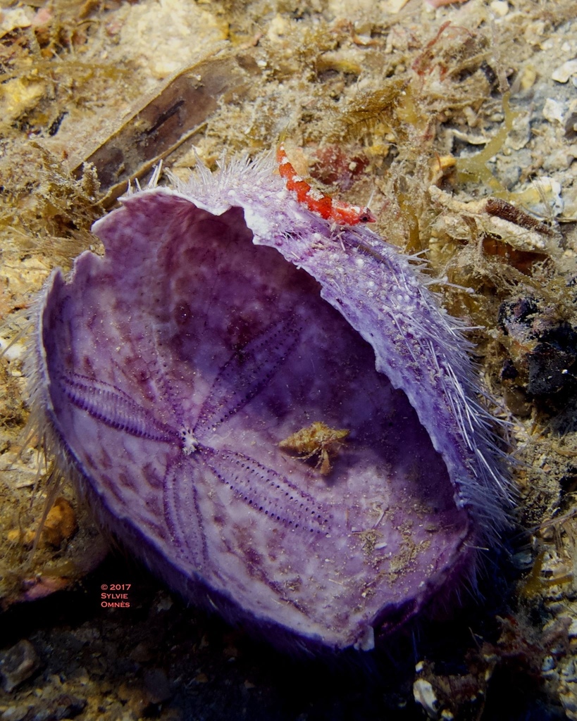 Grotto goby (Speleogobius trigloides) — Gobiidae