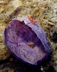 Speleogobius trigloides