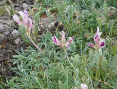 Trifolium dasyphyllum