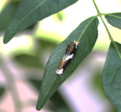 Papilio polytes