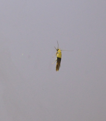 Stathmopoda auriferella