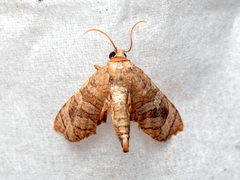 Opula lepida