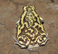Uperodon systoma
