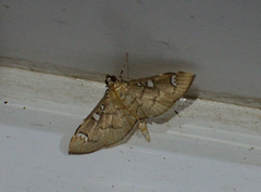 Cotachena