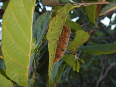 Acronicta hastulifera
