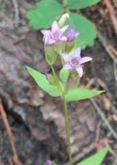 Gentianella amarella acuta