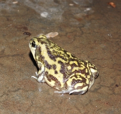 Uperodon systoma