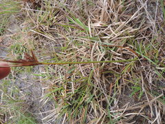 Cyperus longus tenuiflorus