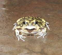 Uperodon systoma