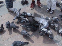 Columba livia domestica