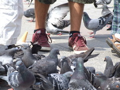 Columba livia domestica