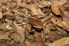 Eunica carias cabira