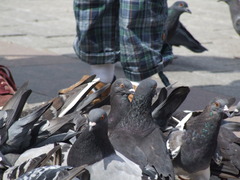 Columba livia domestica