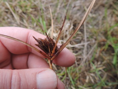 Cyperus longus tenuiflorus