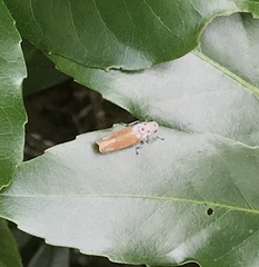 Bothrogonia ferruginea