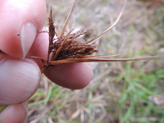 Cyperus longus tenuiflorus