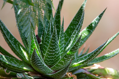 × Gasteraloe