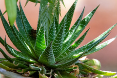 × Gasteraloe