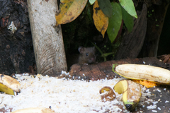 Melanomys caliginosus