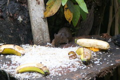 Melanomys caliginosus