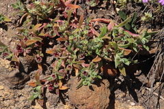 Cleretum apetalum