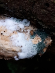 Trichoderma pulvinatum