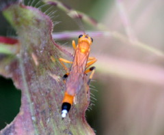 Ischnojoppa luteator