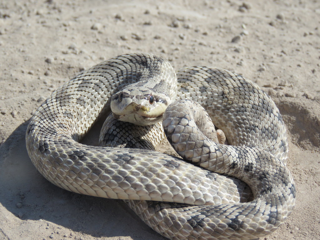 Mexican Hognose Snake from Tlahualilo, Dgo., México on May 15, 2018 at ...