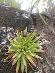 Agave stricta