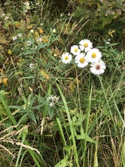 Symphyotrichum lanceolatum lanceolatum