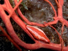 Simnia spelta
