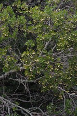 Syzygium legatii