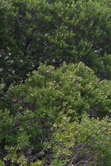 Syzygium legatii