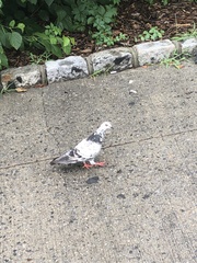 Columba livia domestica