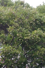 Syzygium legatii