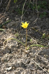 Tulipa uniflora