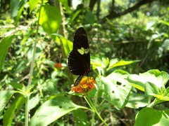 Heliconius doris obscurus
